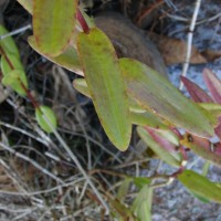 Epidendrum radicans Pav. ex Lindl.